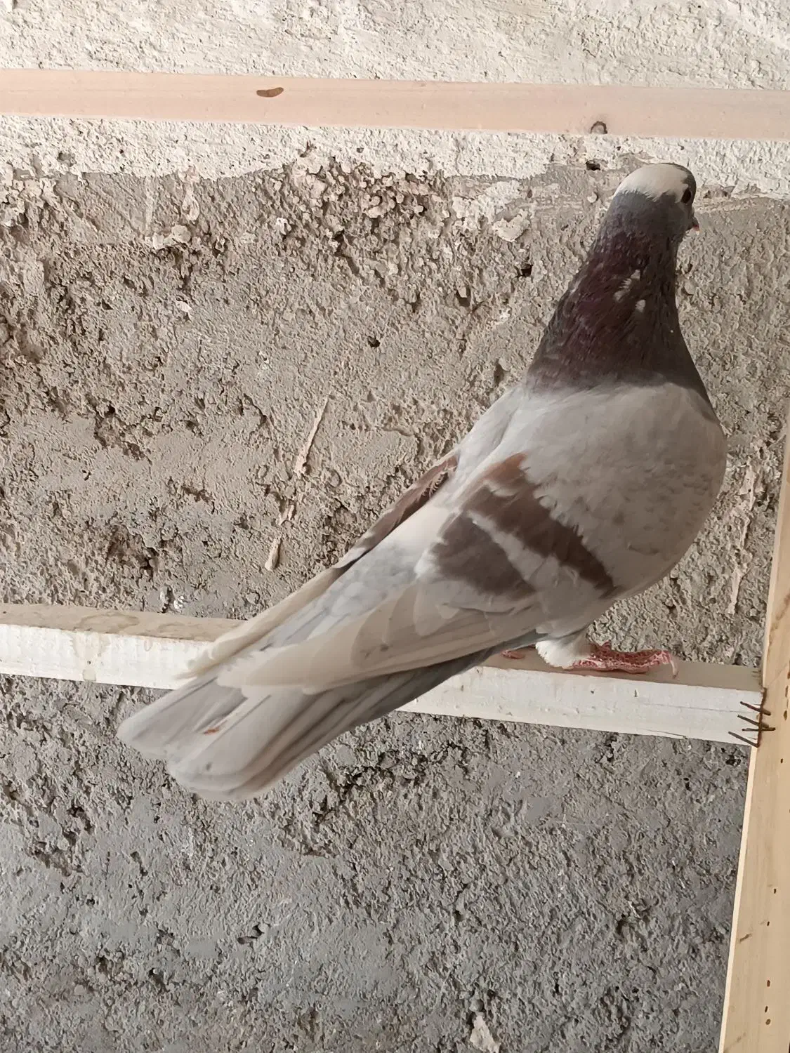 کبوتر پرشی|پرنده|خمینی‌شهر, |دیوار