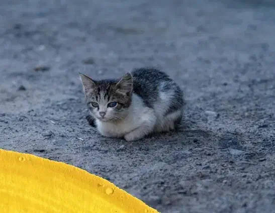 بچه گربه واگذار می‌شود|گربه|بندر ترکمن, |دیوار