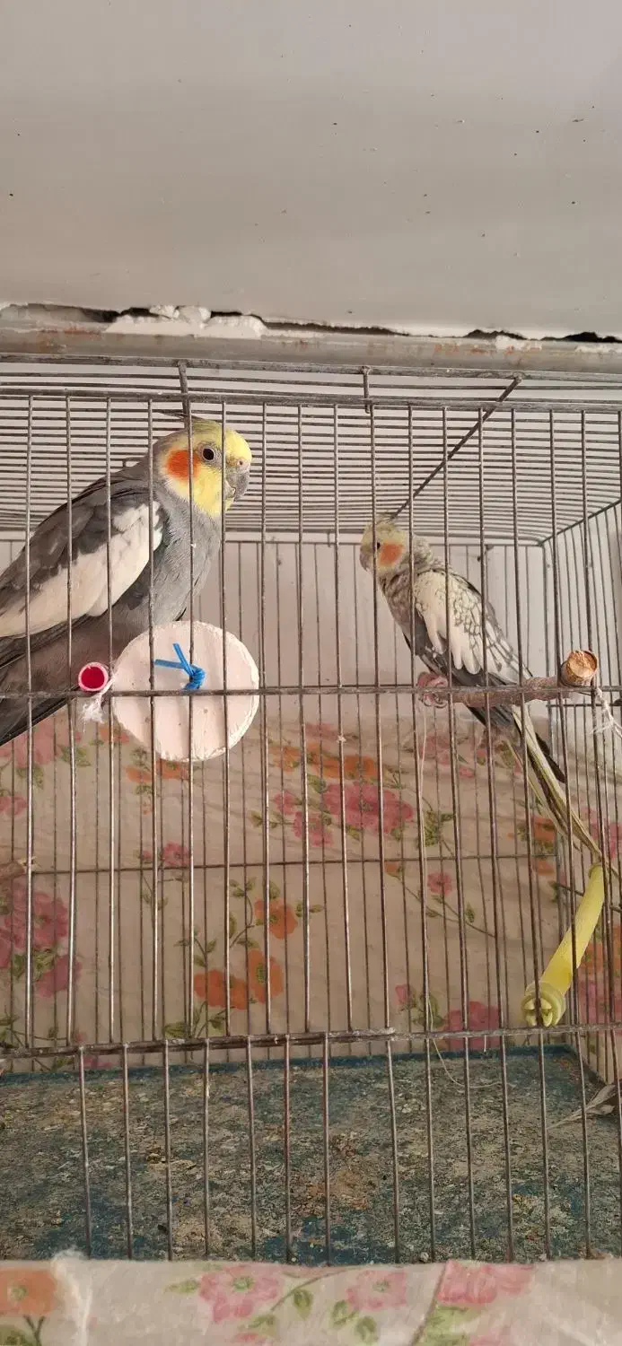 عروس مولد و دستی|پرنده|شاهرود, |دیوار