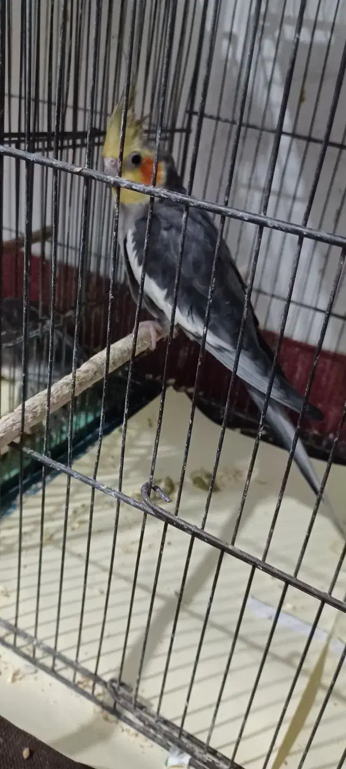 ۳عدد عروس سالم جوان|پرنده|قم, کیوانفر|دیوار