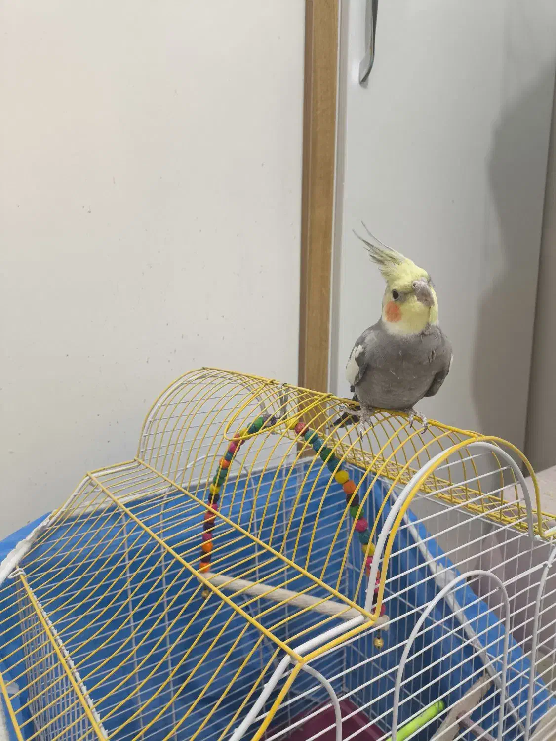 عروس هلندی نر سخنگو همراه با قفس|پرنده|فولادشهر, مسکن مهر فولادشهر|دیوار