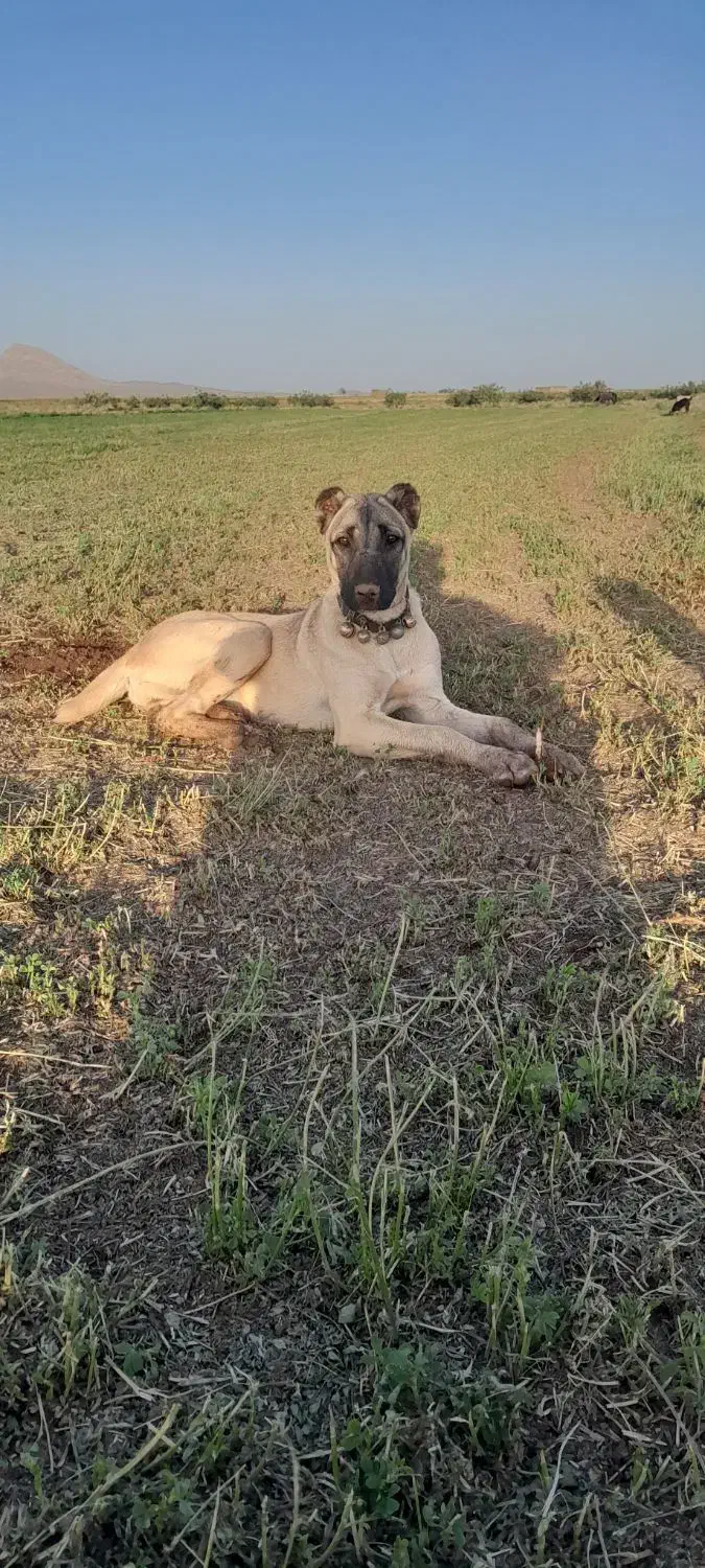 کچوک ماده اصیل|سگ|میان جلگه, |دیوار