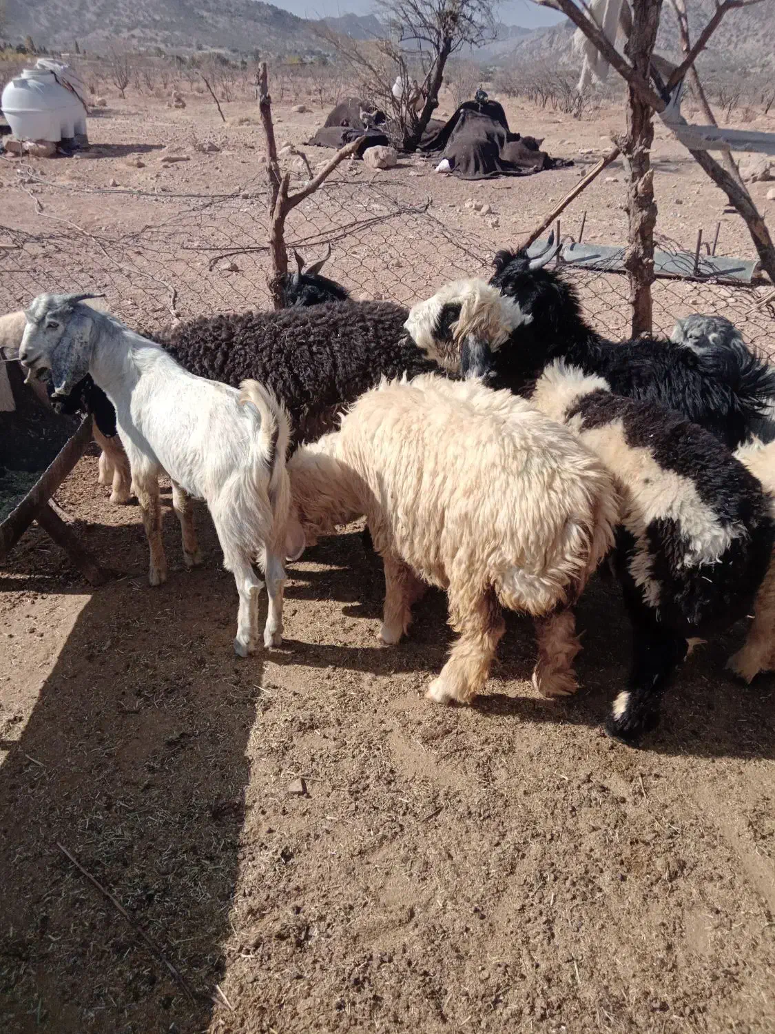 بره و کهره میش بز قوچ نر ماده ام قصابی|حیوانات مزرعه|شیراز, احمدی جنوبی|دیوار