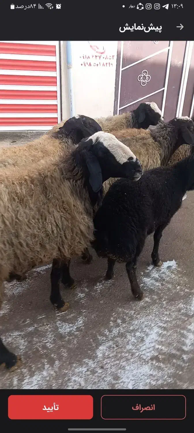 قوچ شال|حیوانات مزرعه|سردرود, |دیوار