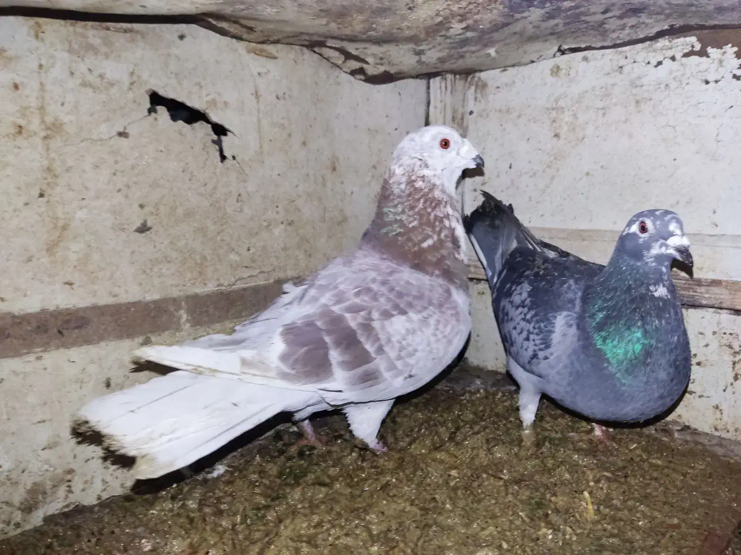 پرنده کبوتر|پرنده|میانه, |دیوار