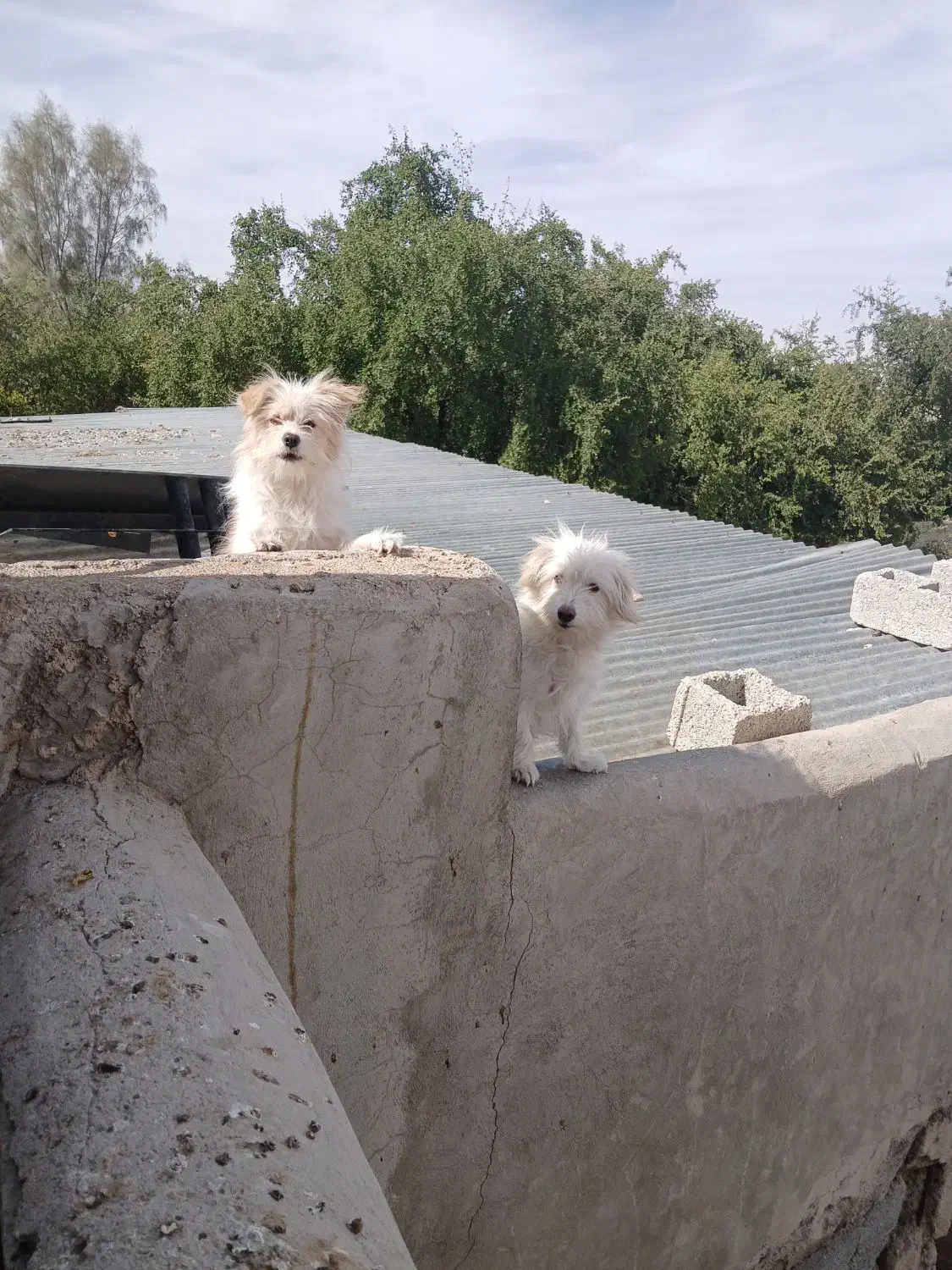 سگ خانگی نروماده واکسن خورده|سگ|جهرم, |دیوار