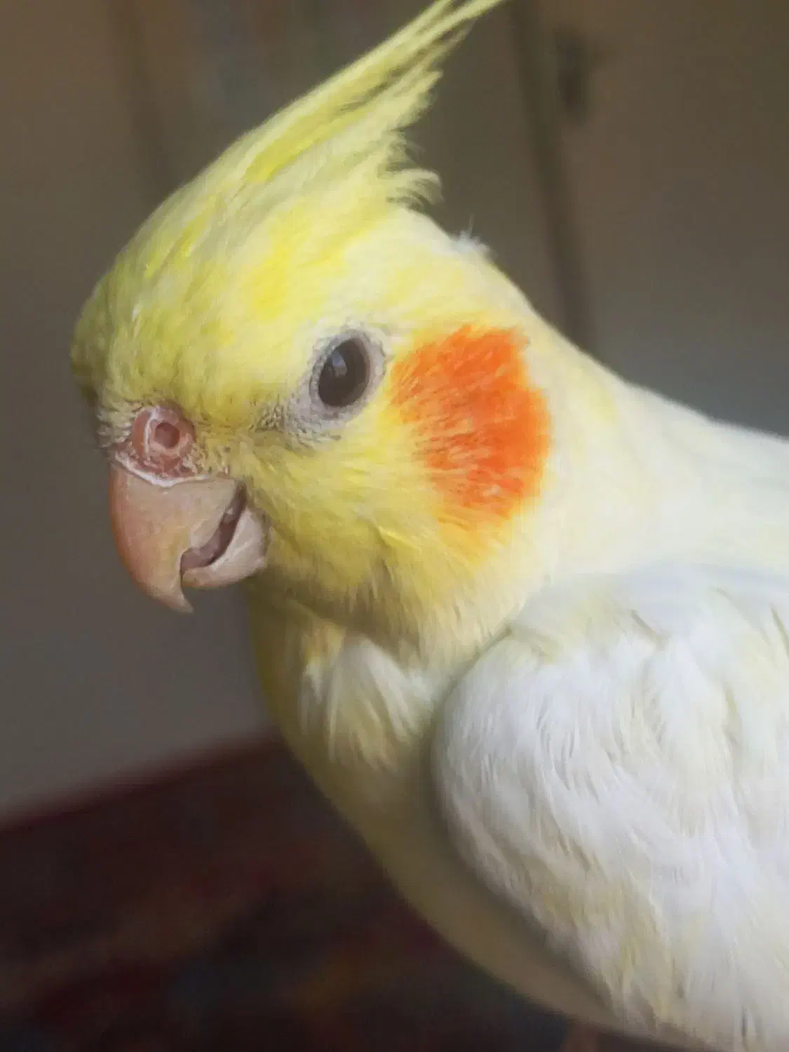 عروس هلندی لوتینو|پرنده|صائین قلعه, |دیوار