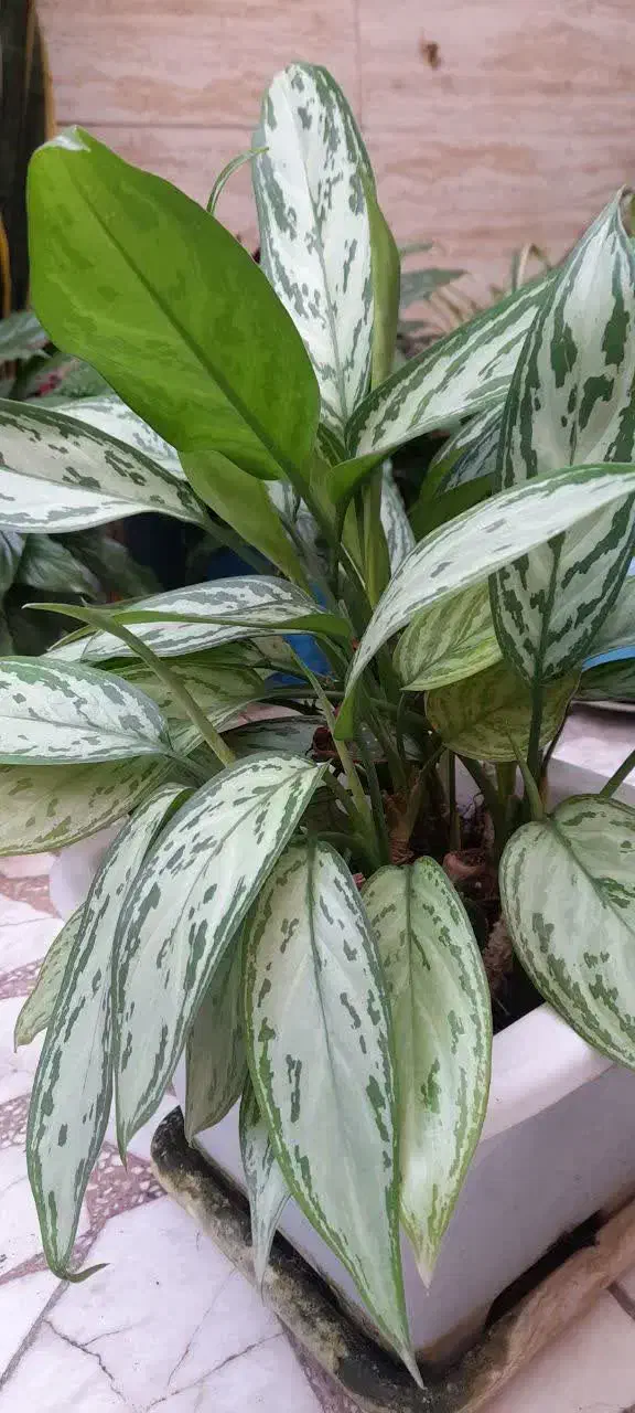 حراج گل|گل و گیاه طبیعی|بابل, |دیوار