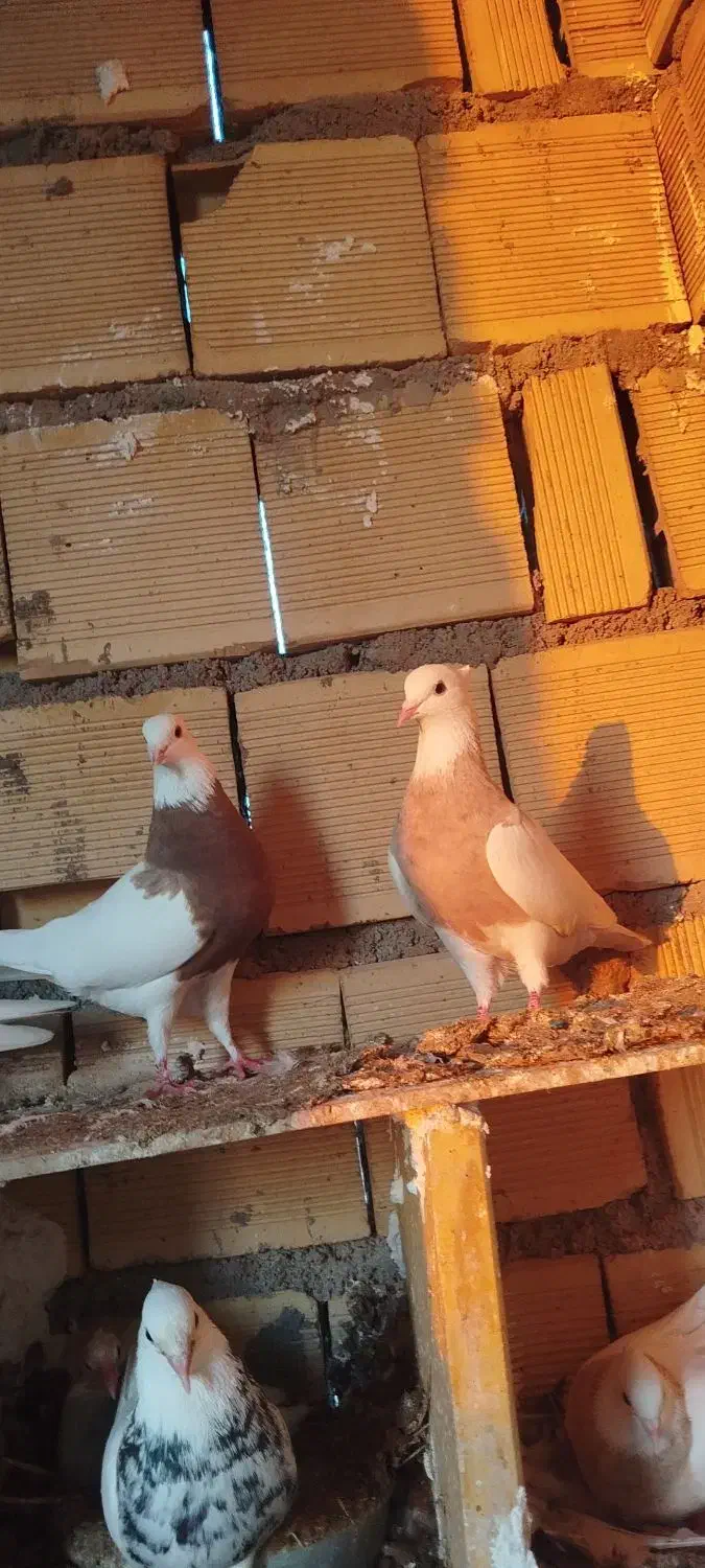 طوقی|پرنده|امیدیه, |دیوار