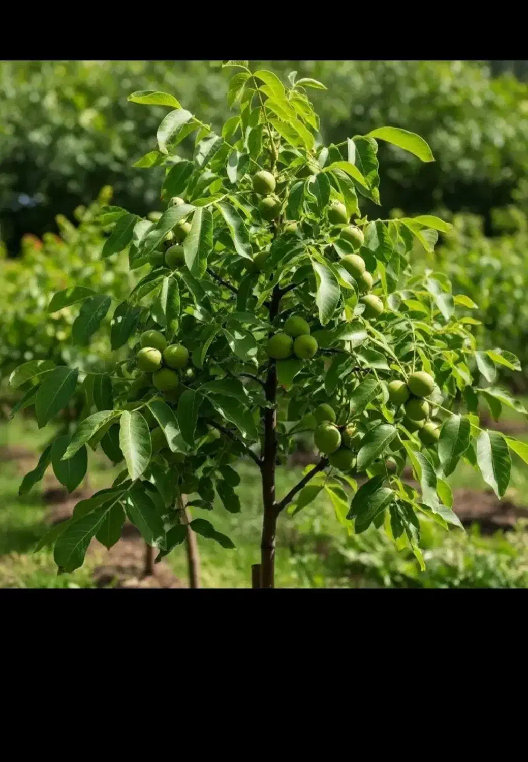 نهالستان بصورت عمده و خرده گردو و بادام دیرگل|خدمات باغبانی و درختکاری|بروجرد, |دیوار