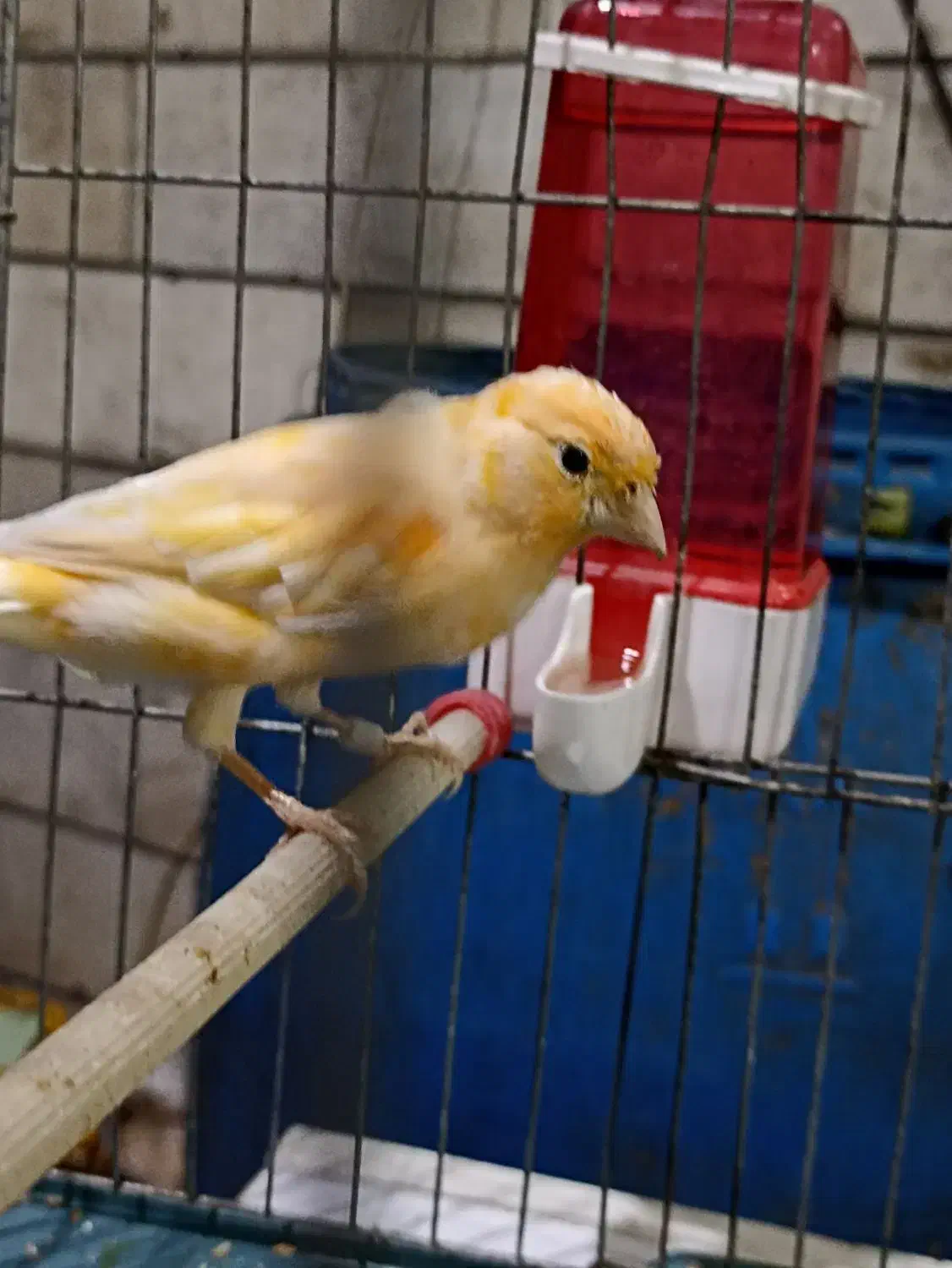 دوعددقناری نر یک دونه سره قناری نر|پرنده|اسلامشهر, صادقیه|دیوار