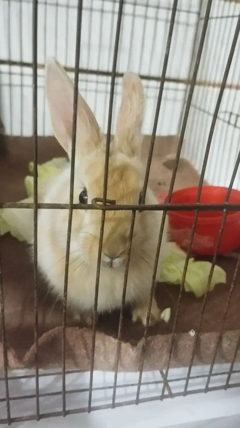 خرگوش|موش و خرگوش|پیر بکران, |دیوار