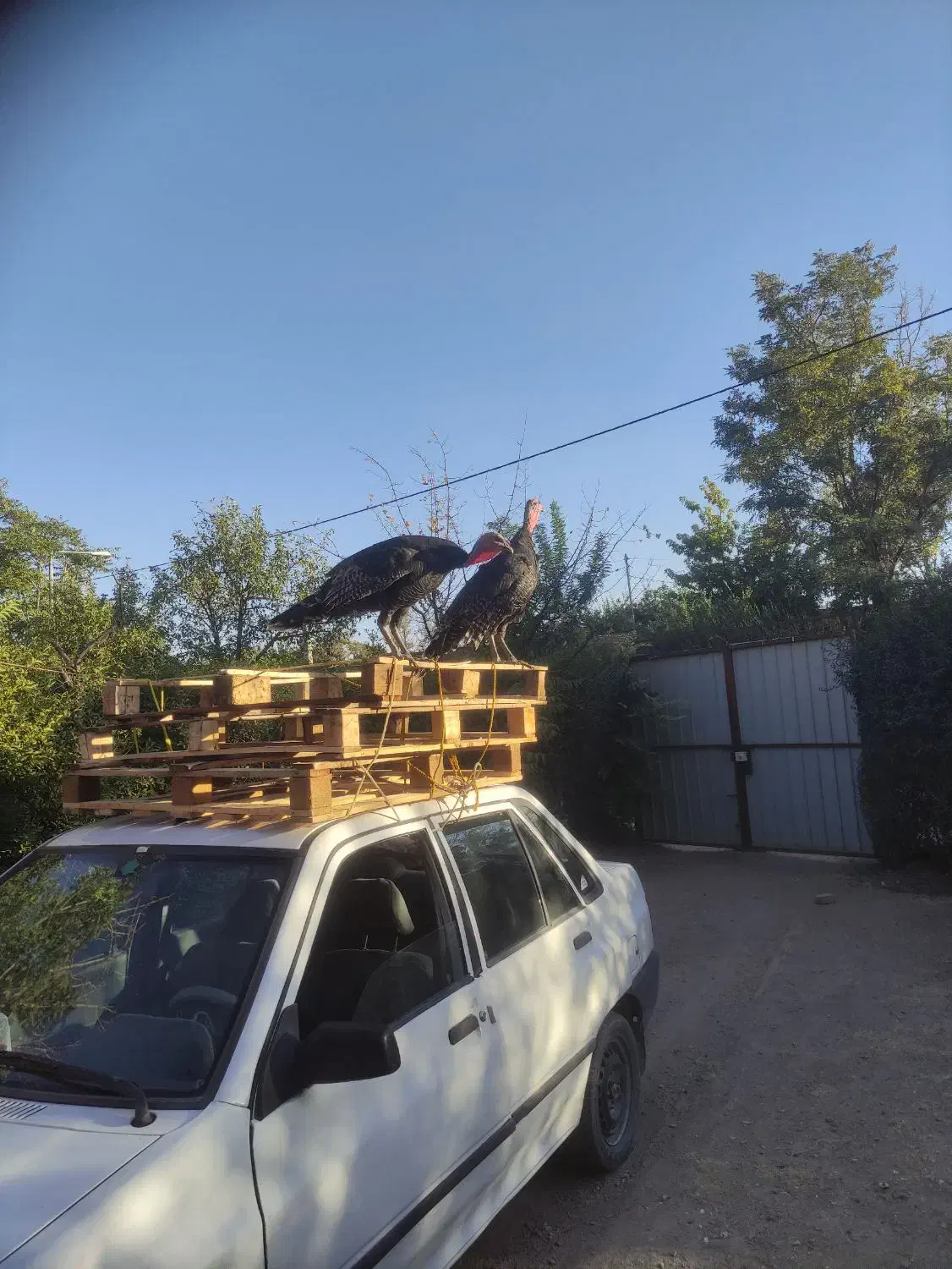 بوقلمون|پرنده|کبودرآهنگ, |دیوار