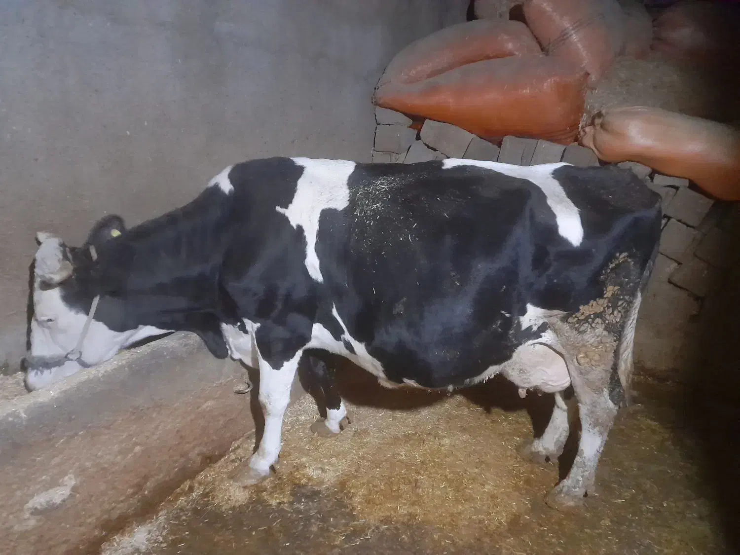 ماده گاو هلشتاین بزمیش قوچ|حیوانات مزرعه|بیستون, |دیوار