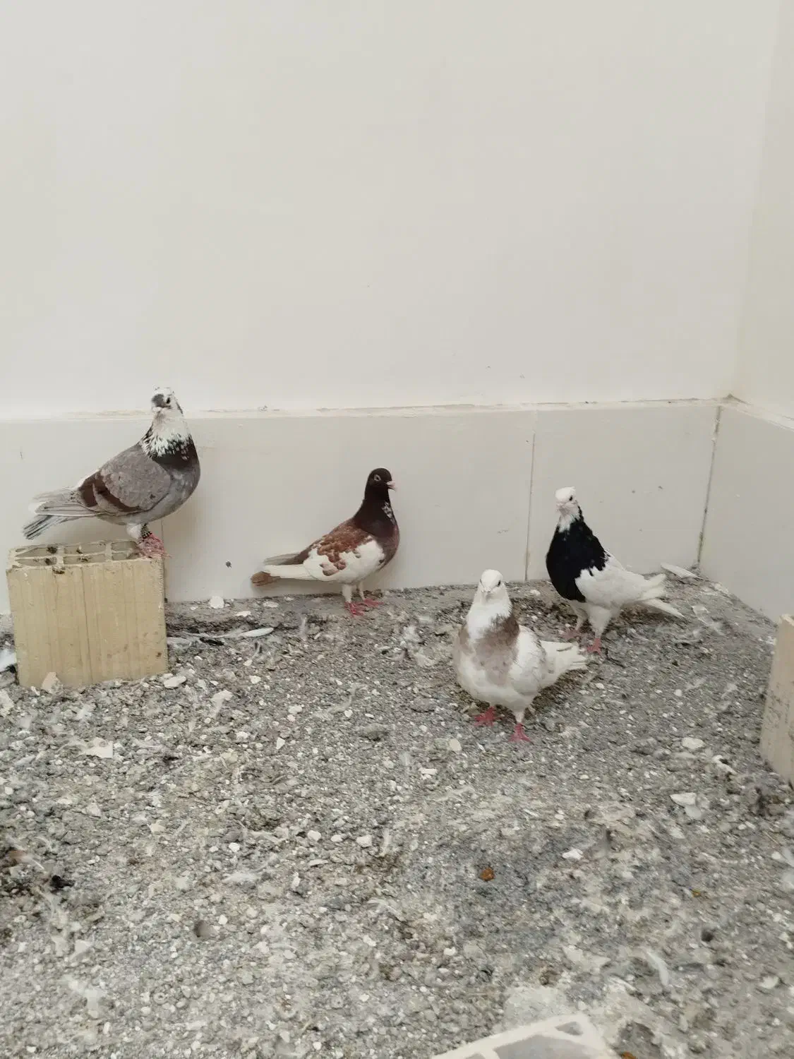 کفترپرشی|پرنده|مشهد, خرمشهر|دیوار