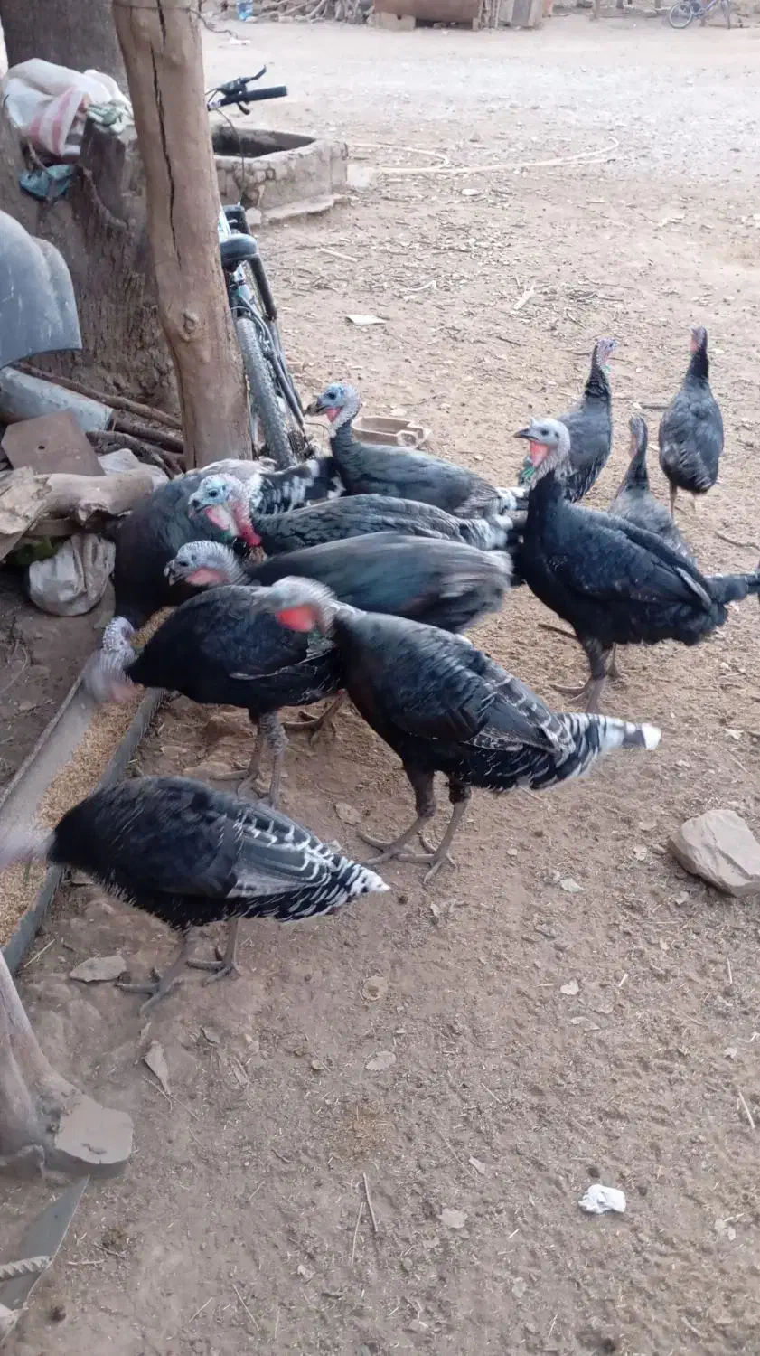 بوقلمون|پرنده|منج, |دیوار