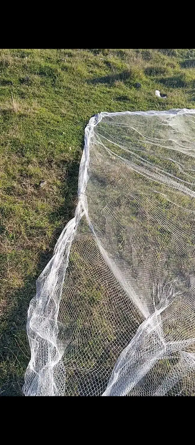 سهره نر تور بزرگ سهره|پرنده|مشگین شهر, |دیوار