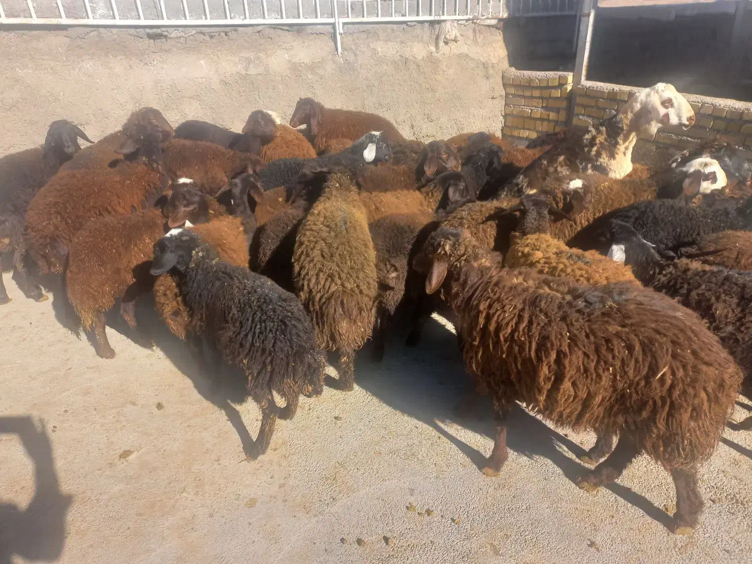 بره نروماده افشارقزل.|حیوانات مزرعه|زاغه, |دیوار