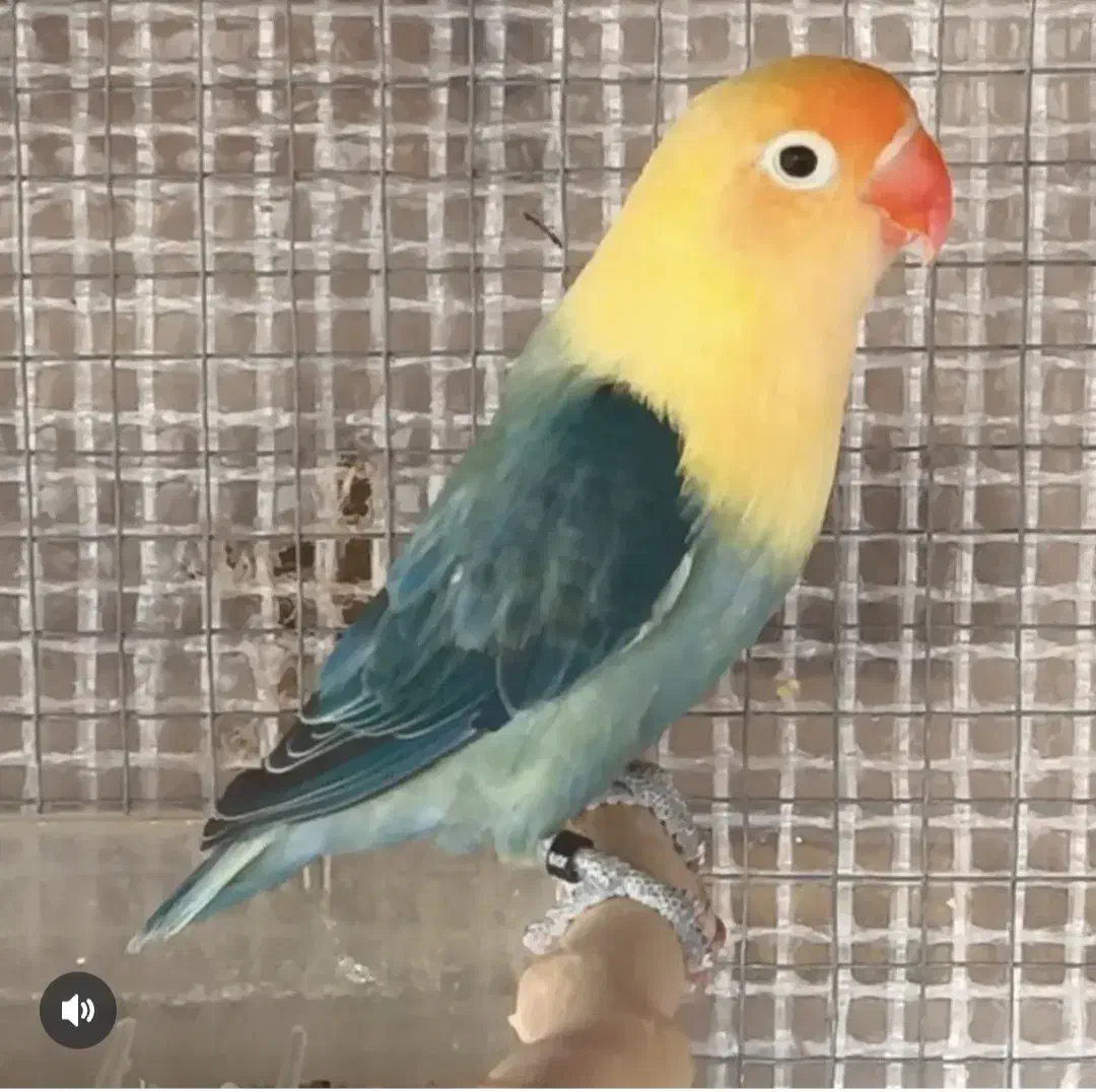 طوطی برزیلی رنگ خاص|پرنده|هندیجان, |دیوار