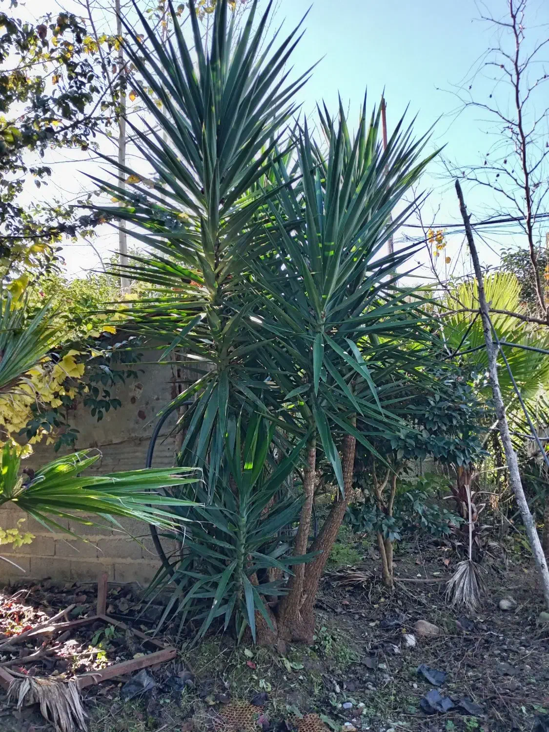 گل یوکا وپیوندی یاس هلندی و ژینگو|گل و گیاه طبیعی|رودسر, |دیوار