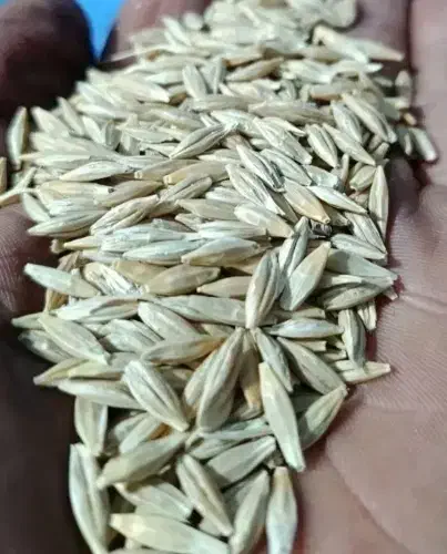 جو دیم تمیز تناژ بالا|عمدهفروشی|پیر سلیمان, |دیوار