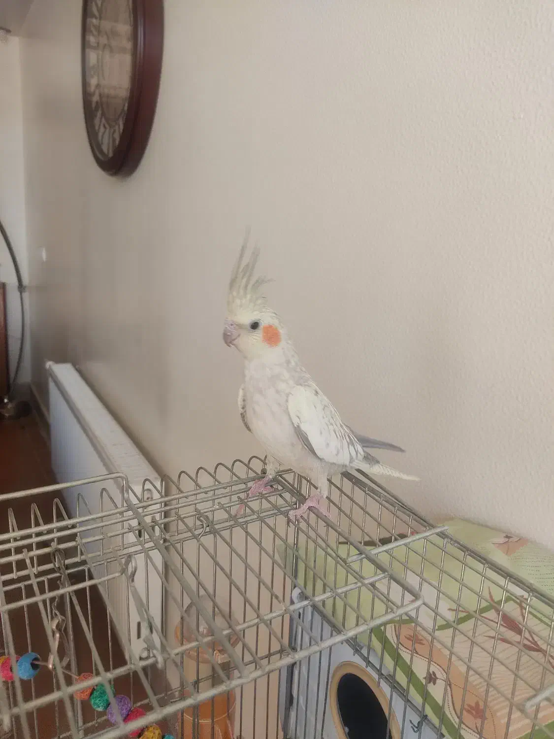 جفت عروس هلندی نر و ماده|پرنده|شاهین‌شهر, فردوسی|دیوار