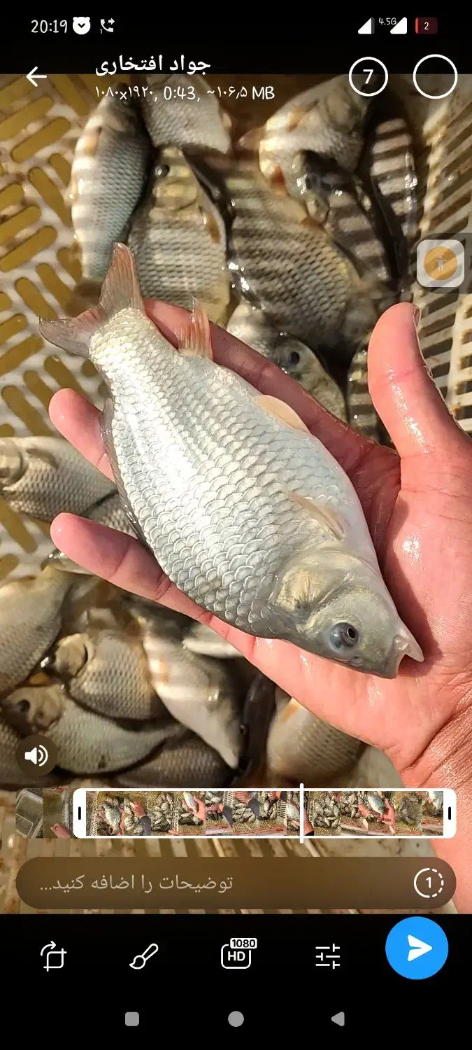 پخش و توزیع بچه ماهی خاویاری کپور قزل الا|ماهی|اصفهان, جوزدان الیادران|دیوار