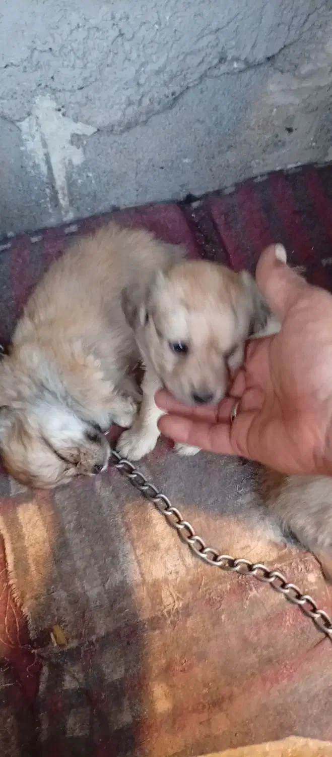 سگ‌پاکوتاه|سگ|بم, |دیوار