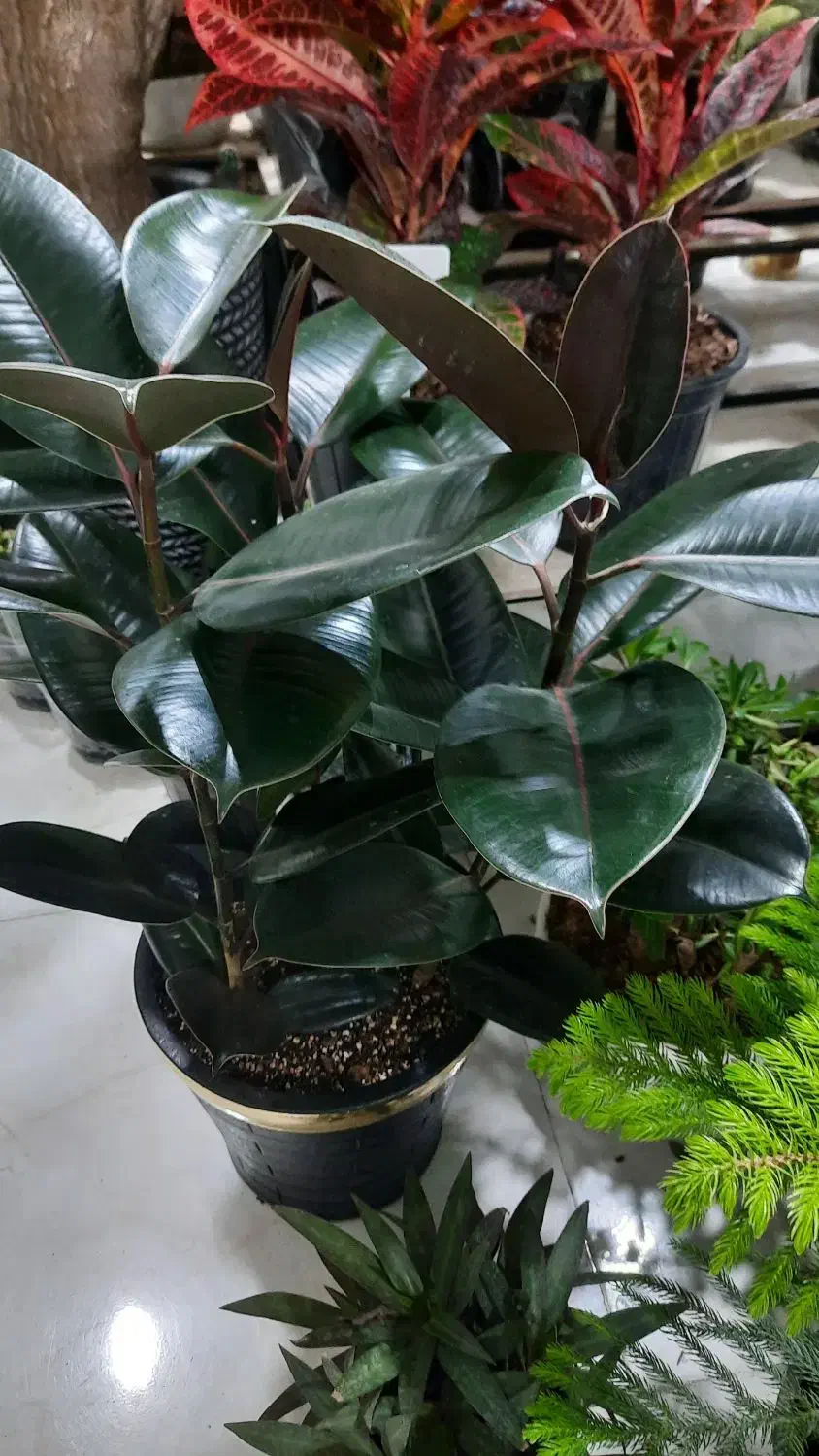 گل آپارتمانی گلدان کود خاک سم چهارپایه استند|گل و گیاه طبیعی|الوند, |دیوار