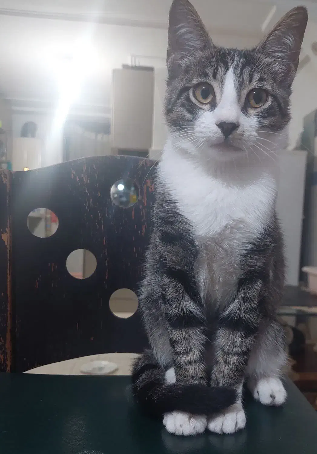 واگذاری|گربه|لاهیجان, پردسر|دیوار