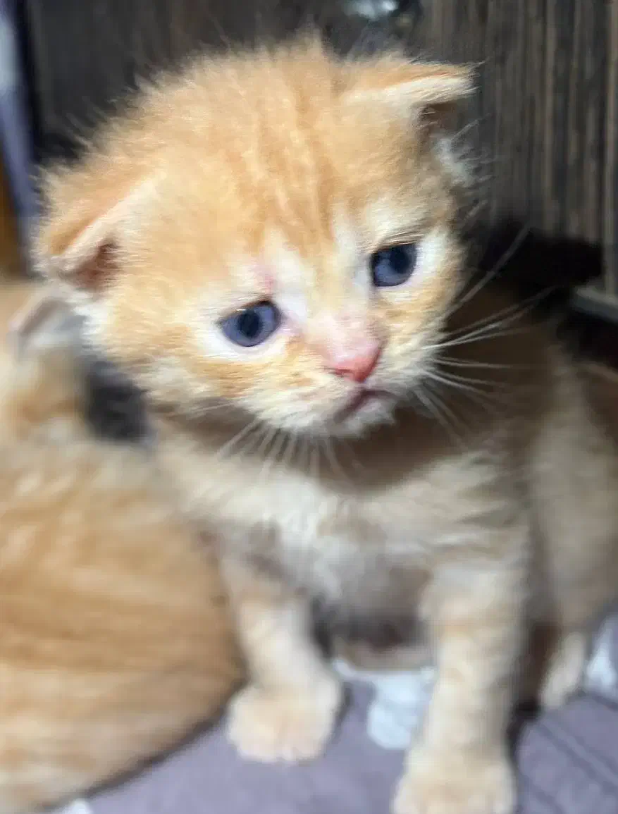 گربه بریتیش و اسکاتیش|گربه|گنبد کاووس, |دیوار