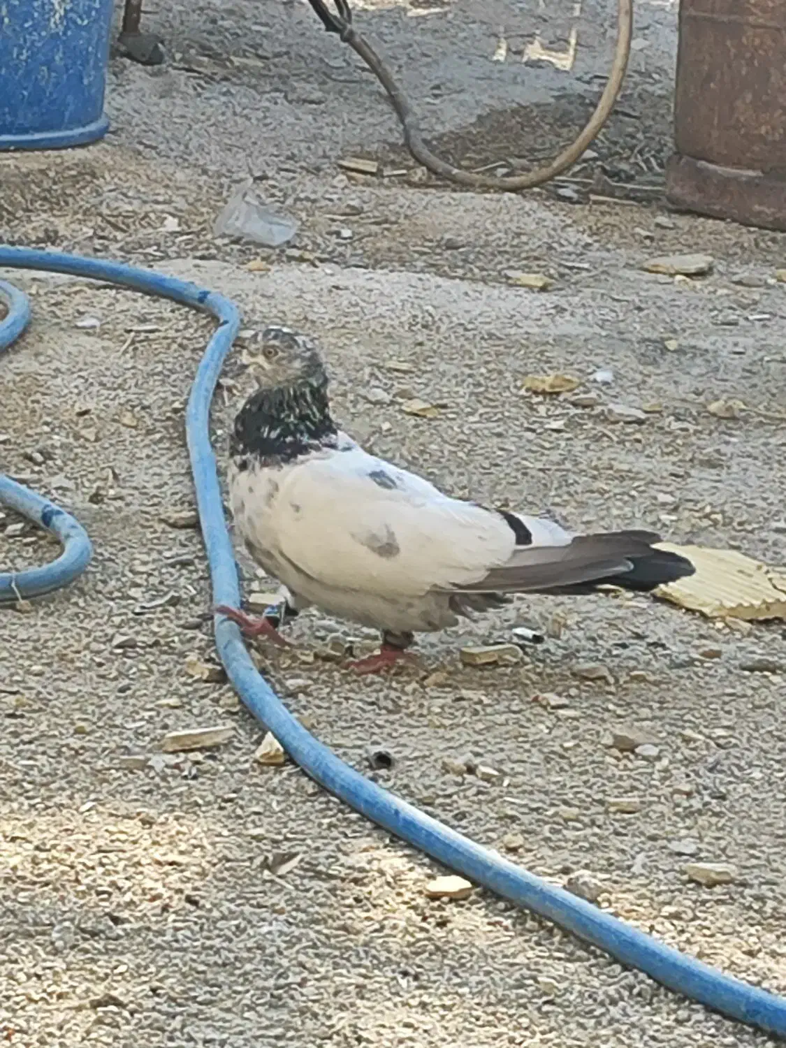 کبوتر نر|پرنده|چمران, |دیوار