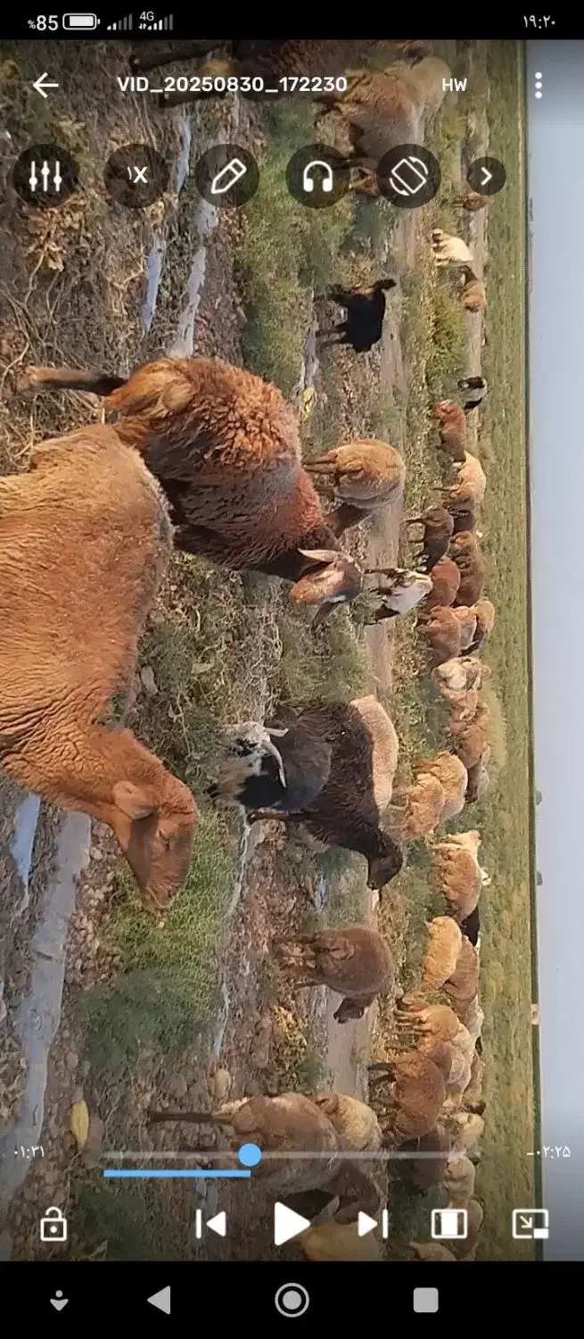 برقوچی|حیوانات مزرعه|باخزر, |دیوار