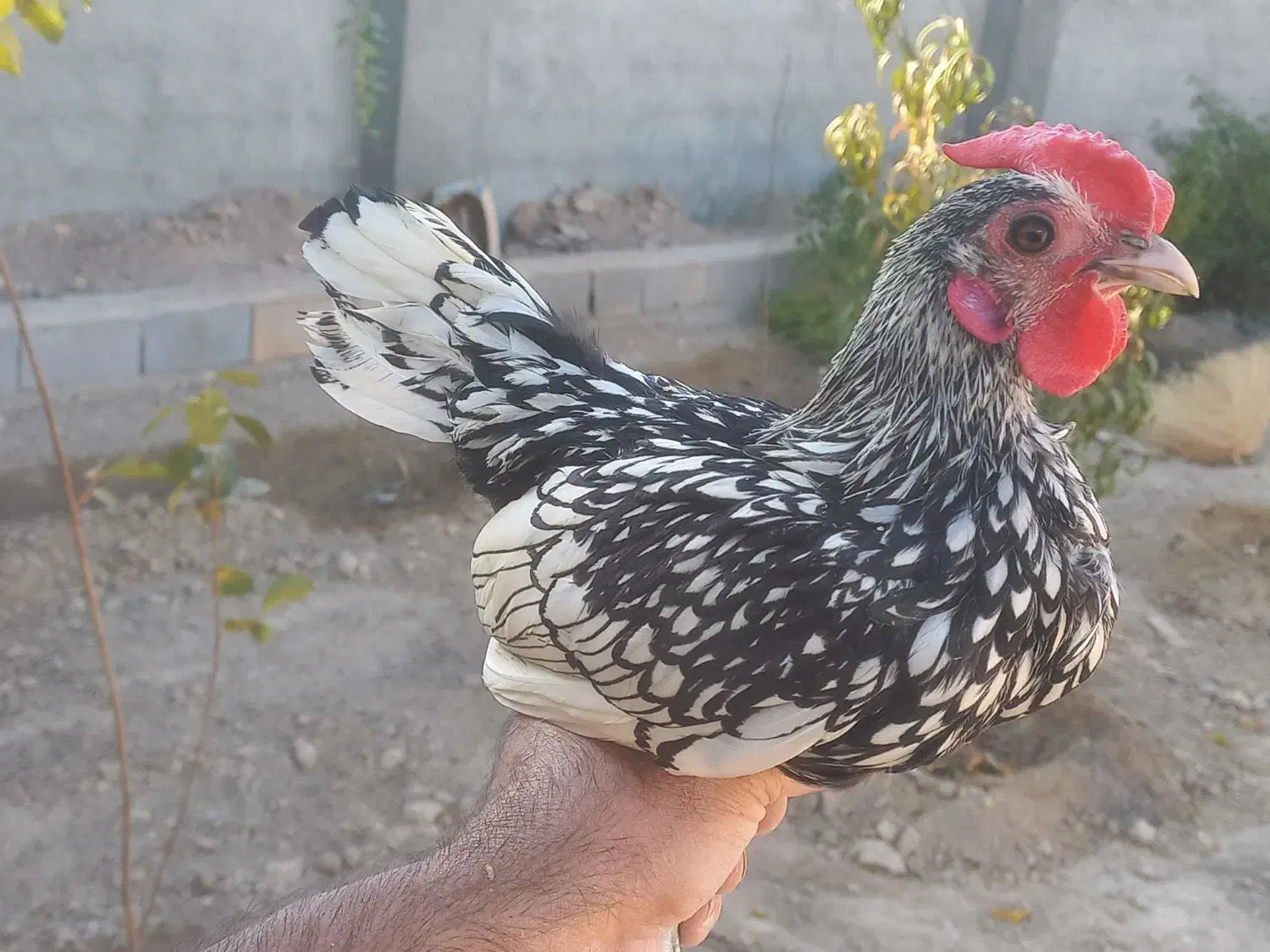 خروس سبرایت|حیوانات مزرعه|اصفهان, شاهد|دیوار