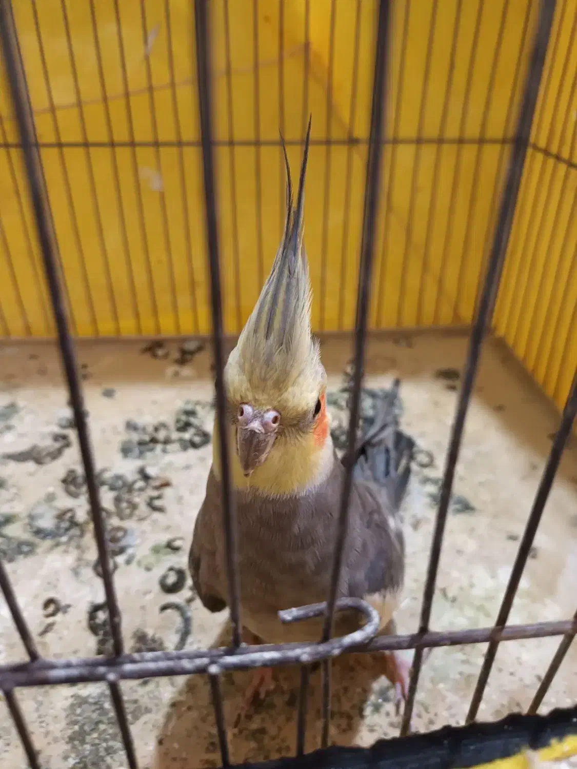 عروس هلندی|پرنده|اردبیل, |دیوار