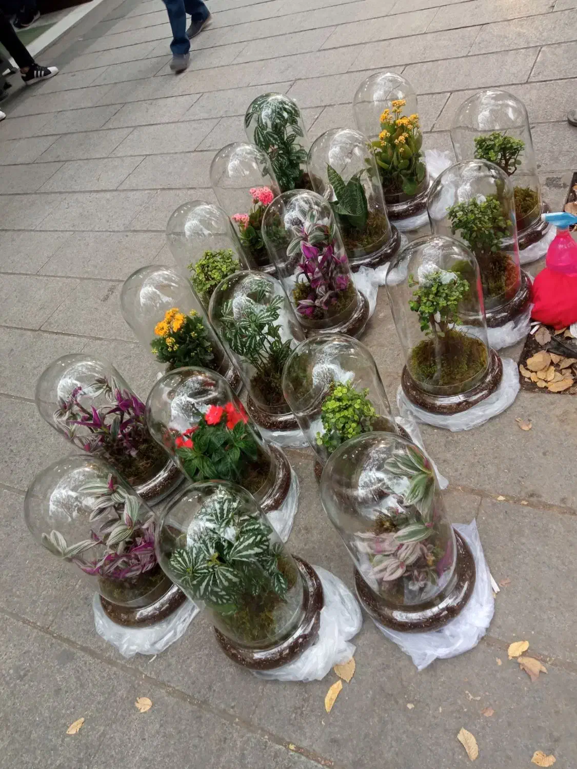 گل طبیعی|گل و گیاه طبیعی|زاهدان, |دیوار