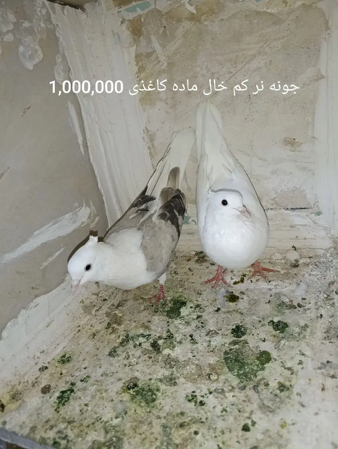 یه کوله کفتر|پرنده|بروجرد, |دیوار