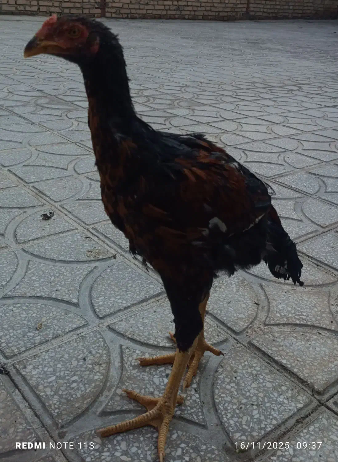 جوجه لاری سالم و سرحال|حیوانات مزرعه|سرپل ذهاب, |دیوار