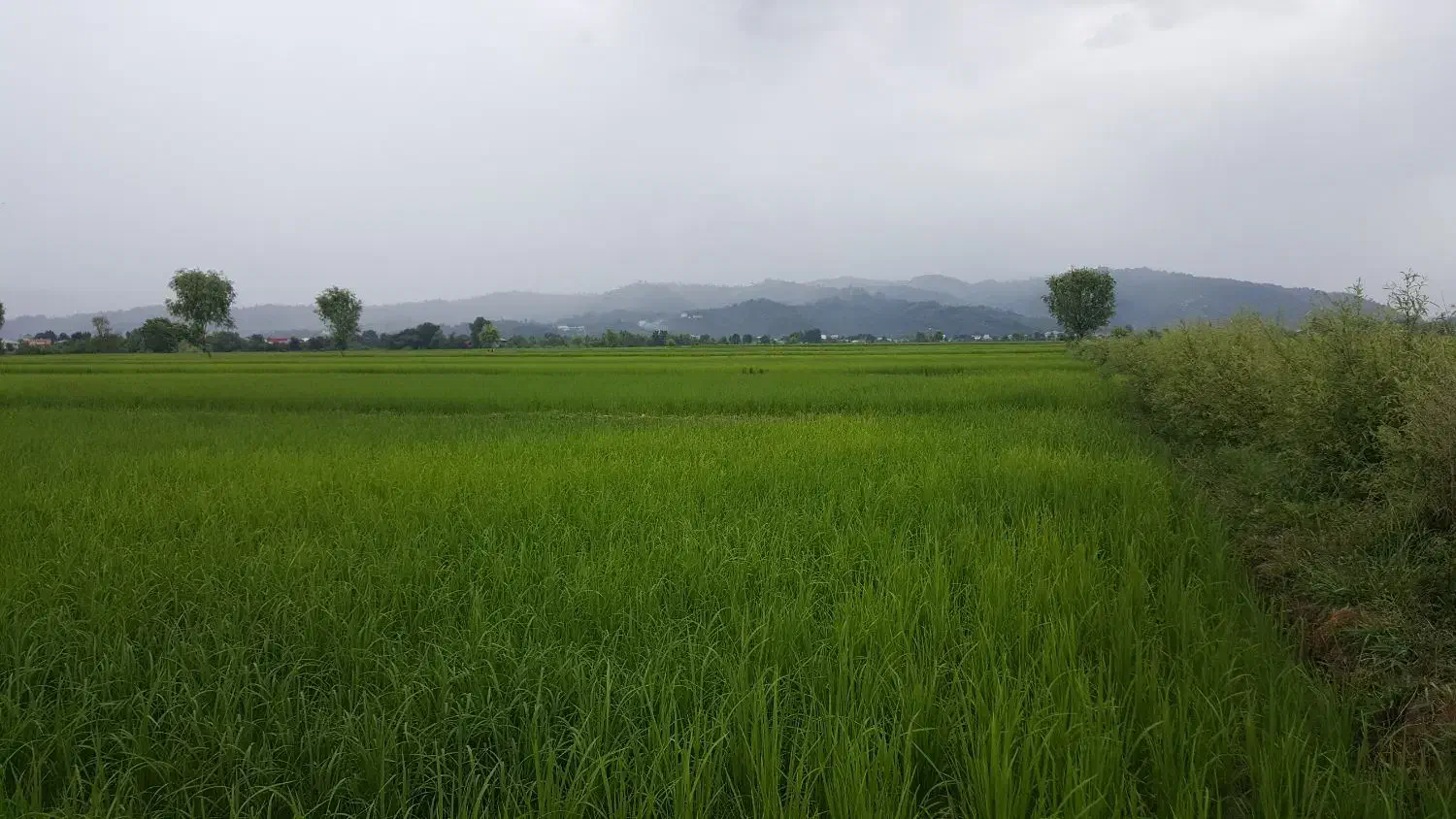 برنج شالیزار|فروش زمین و ملک کلنگی|املش, |دیوار