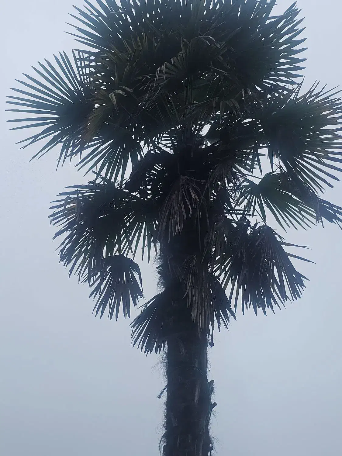 یک جفت پالم حدود ۷ متری زیبا|گل و گیاه طبیعی|لاهیجان, طالقانی|دیوار