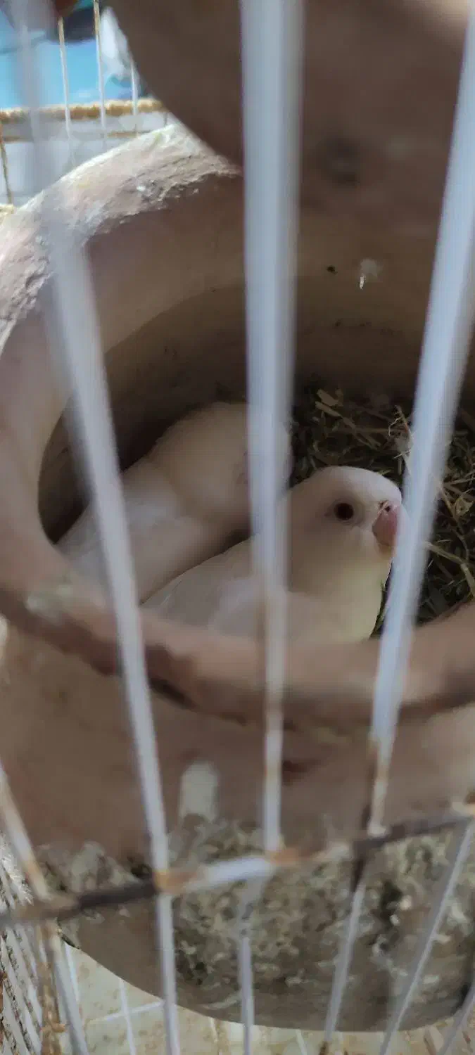 کوتوله چشم قرمز|پرنده|بختگان, |دیوار