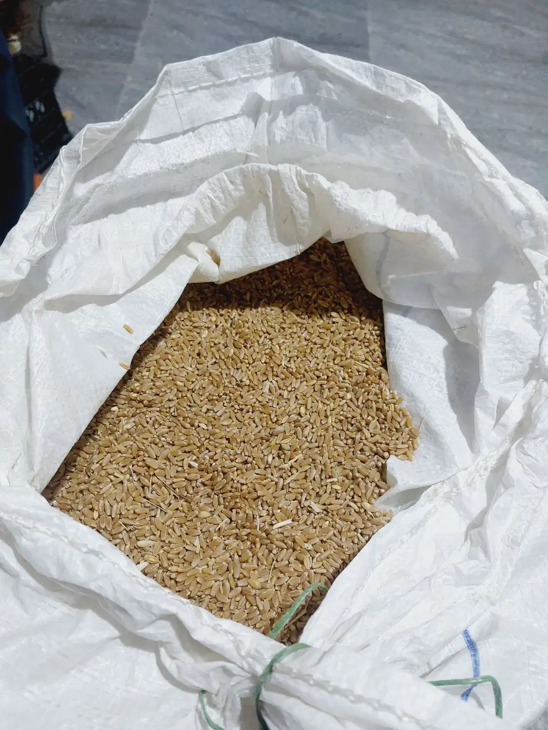 گندم|عمدهفروشی|سرپل ذهاب, |دیوار