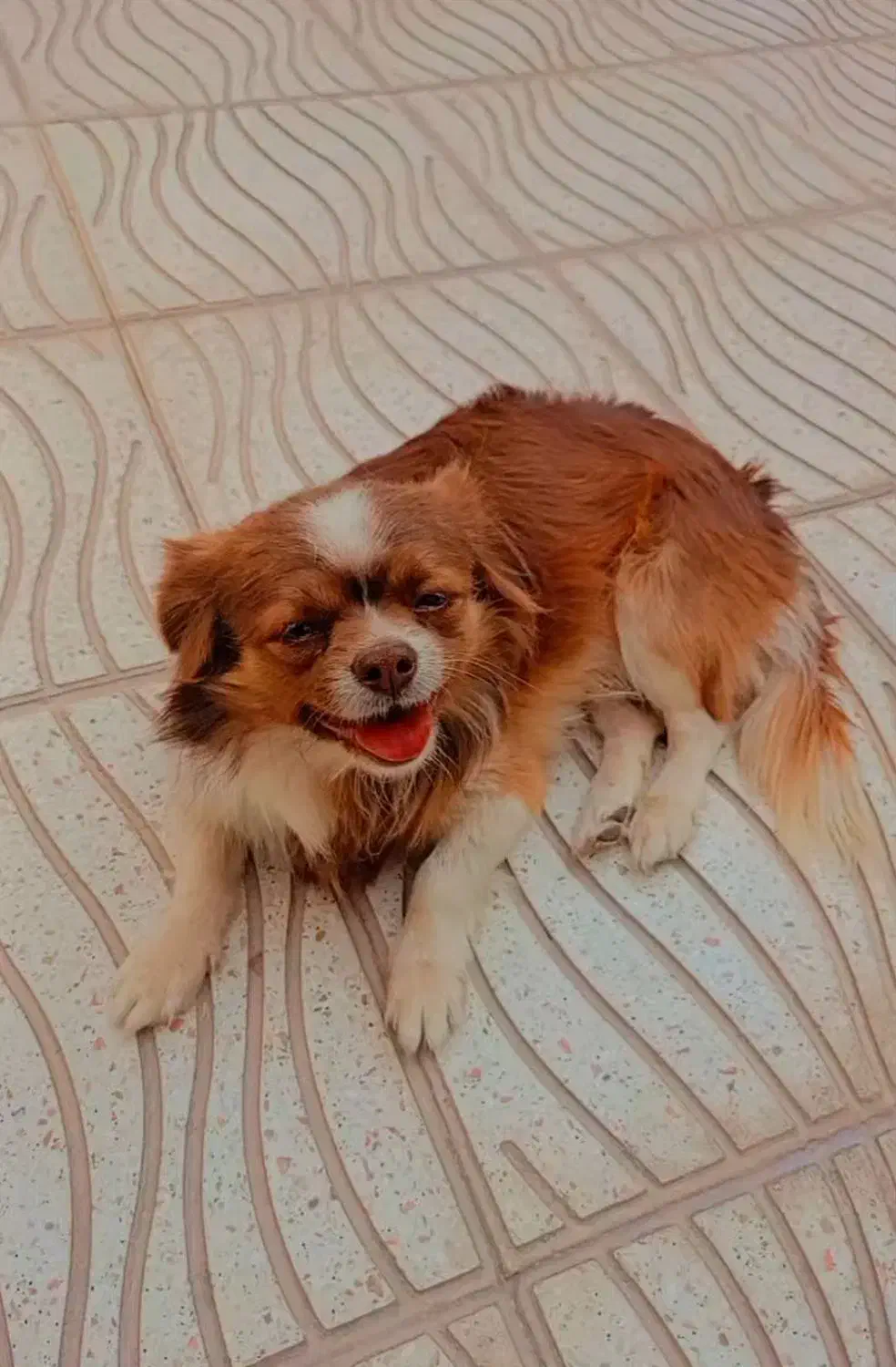 سگ فروشی|سگ|اسلامشهر, شهرک مهدیه|دیوار