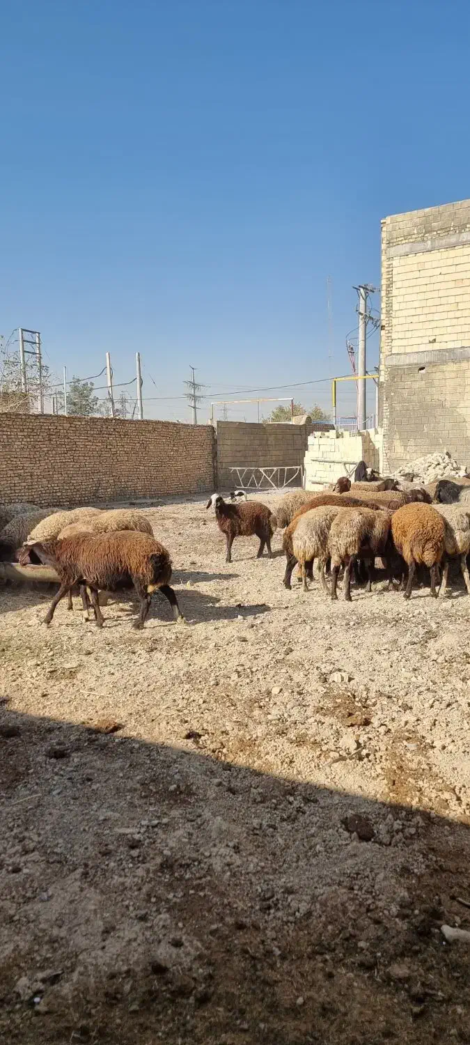 دامداری مخصوص گوسفند ۵۰۰متری|اجارهٔ دفتر صنعتی، کشاورزی، تجاری|اصفهان, قهجاورستان|دیوار
