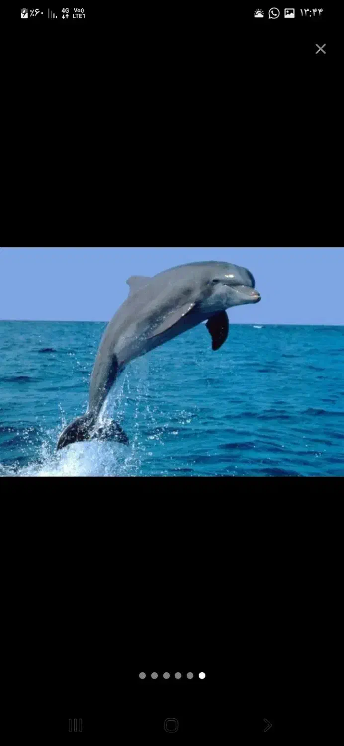 فقط۱۲۵۰۰۰۰ تومان ازصبح تا ۴ عصر|تور و چارتر|قشم, |دیوار