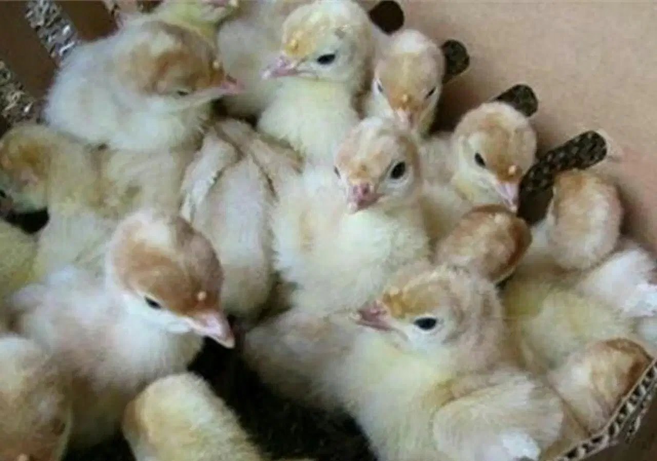 بوقلمون بیوتی (گوشتی )|حیوانات مزرعه|قزوین, |دیوار