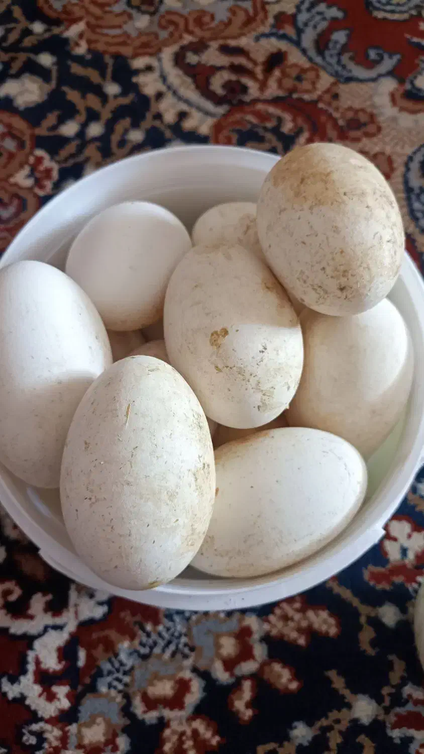 تخم غاز|حیوانات مزرعه|بزینه رود, |دیوار