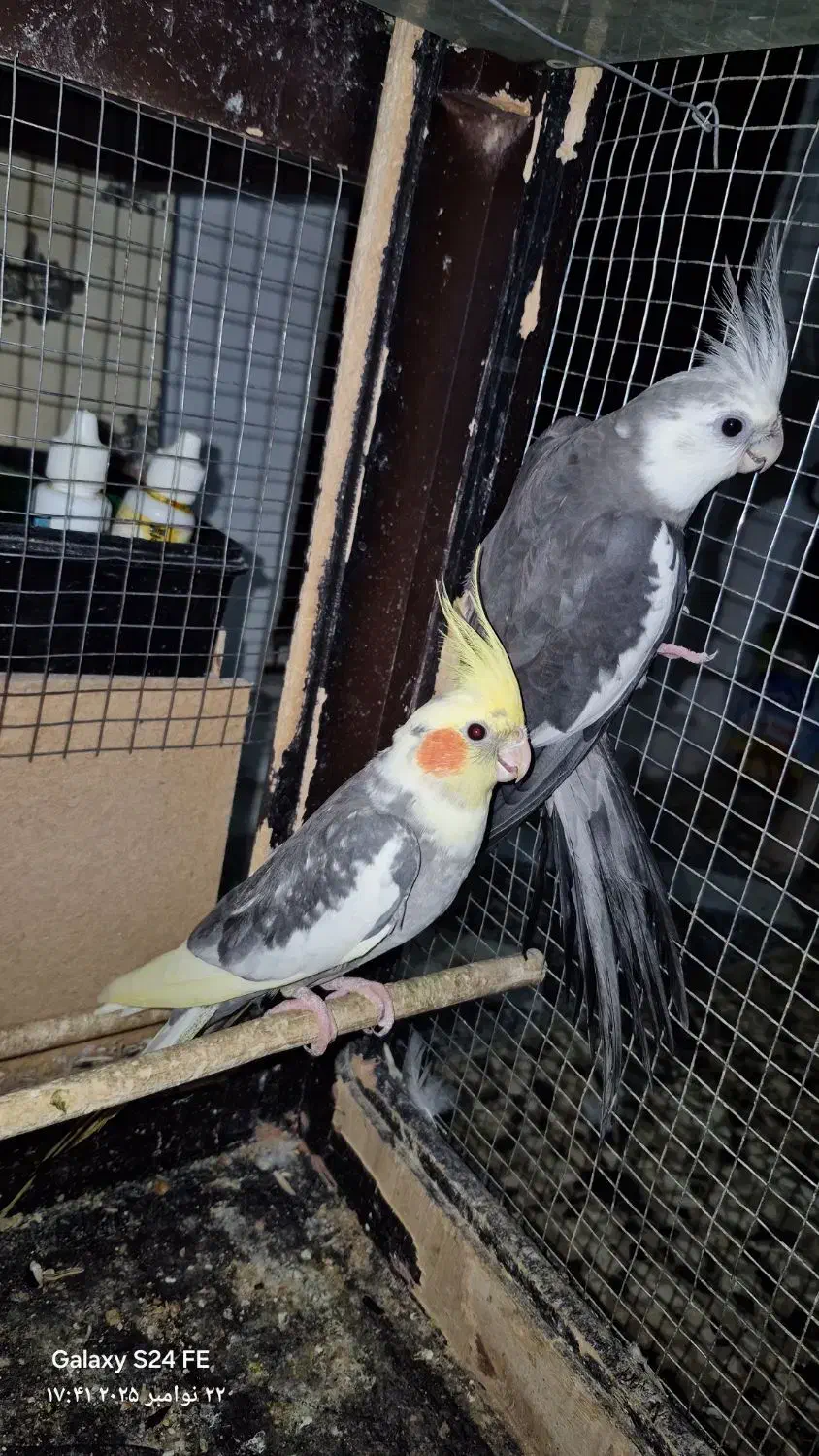 دو عدد عروس هلندی نر بالغ تظمینی و جوجه سرلاکی|پرنده|آزادشهر, |دیوار