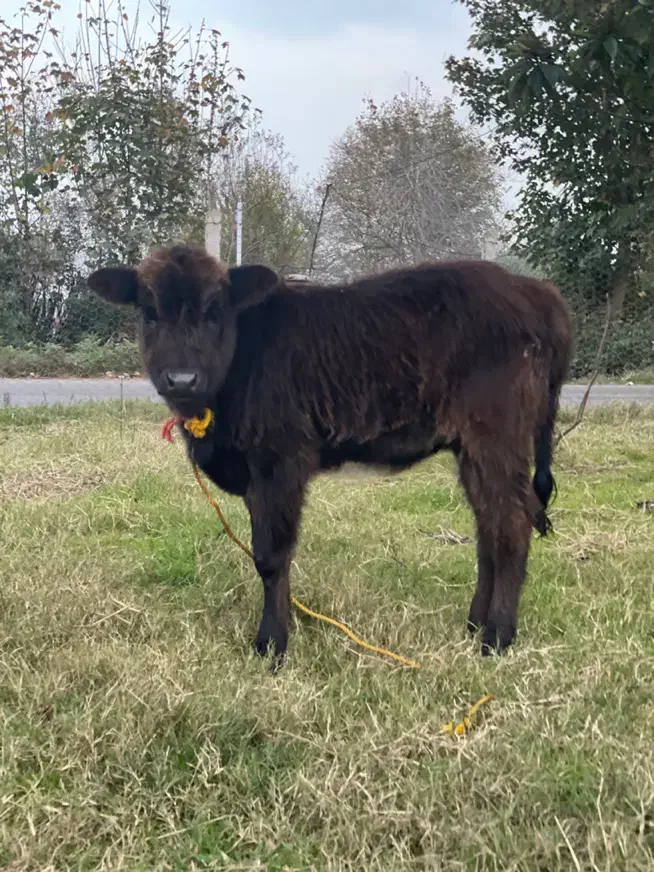 لیشه گوساله ی ماده|حیوانات مزرعه|کوچصفهان, |دیوار