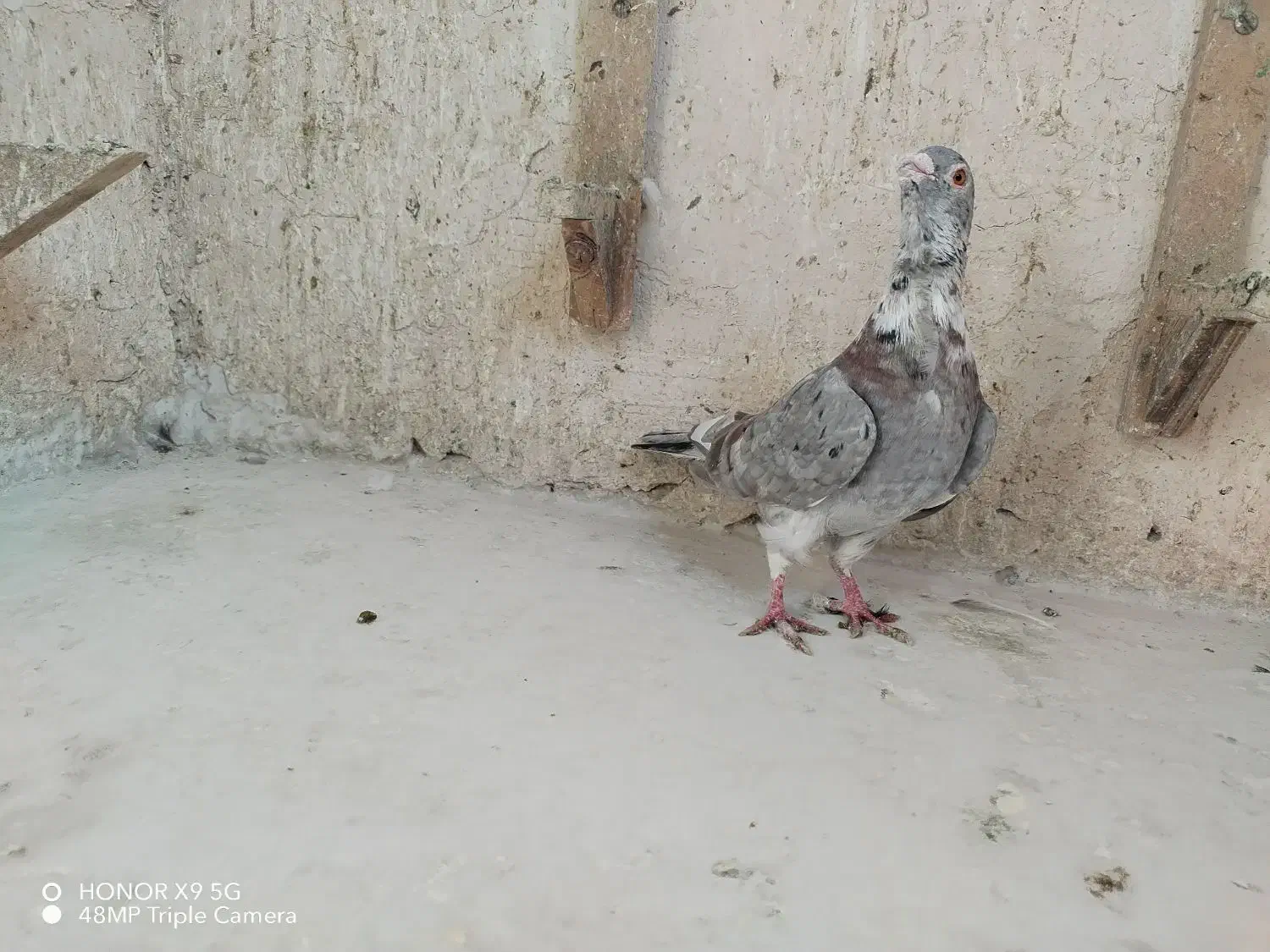 اقون فری نر مست|پرنده|مشهد, بهار|دیوار